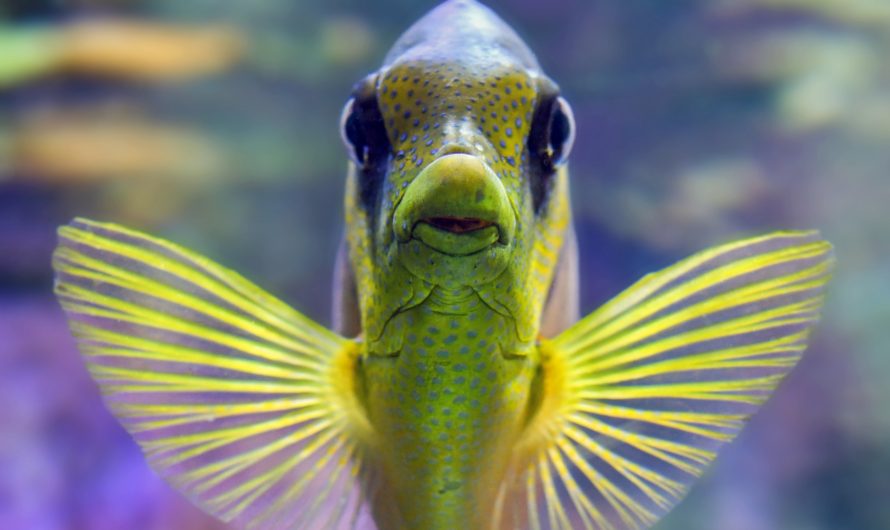 Atheists Are Like Fish