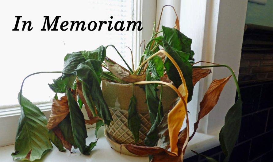 In Memoriam—That Dead Plant In Your Office